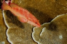 Epinephelus maniata 